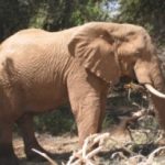 elephant_Afrique-250x206