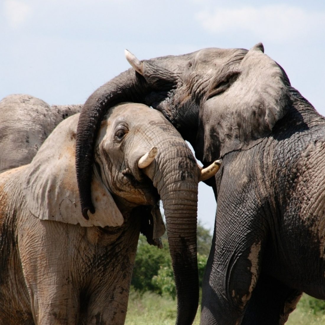 Звук слоника. Звери Африки. Слоны дауны.