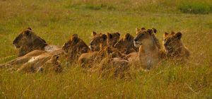 érosion biodiversité - lion d'Afrique