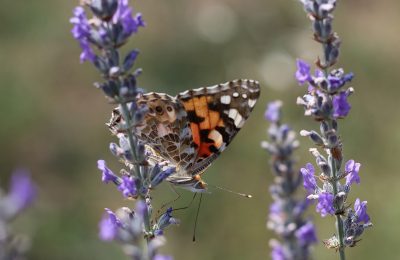 painted-lady-g9340151b8_1920