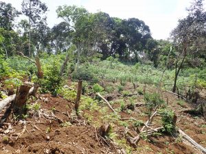 Déforestation Mayotte
