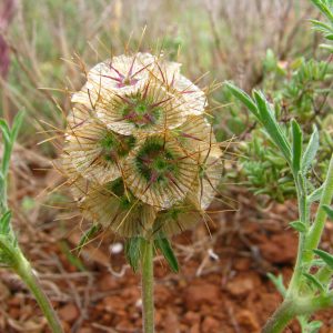 Lomelosia stellata (c) N.Georges