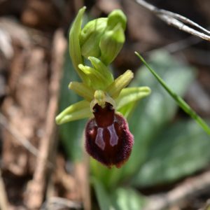 Ophrys provincialis (c) T.Tortosa