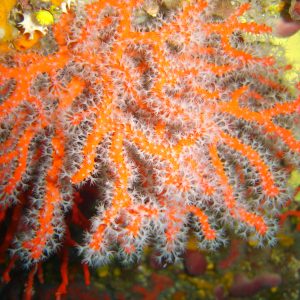 Corail rouge - espèce protégée - Rés Carry (c) PMCB