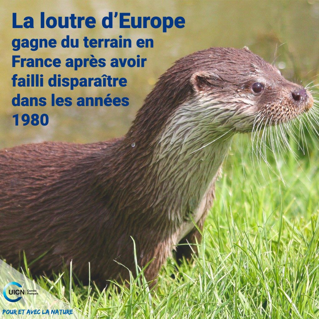 bonne-nouvelle-loutre.jpg