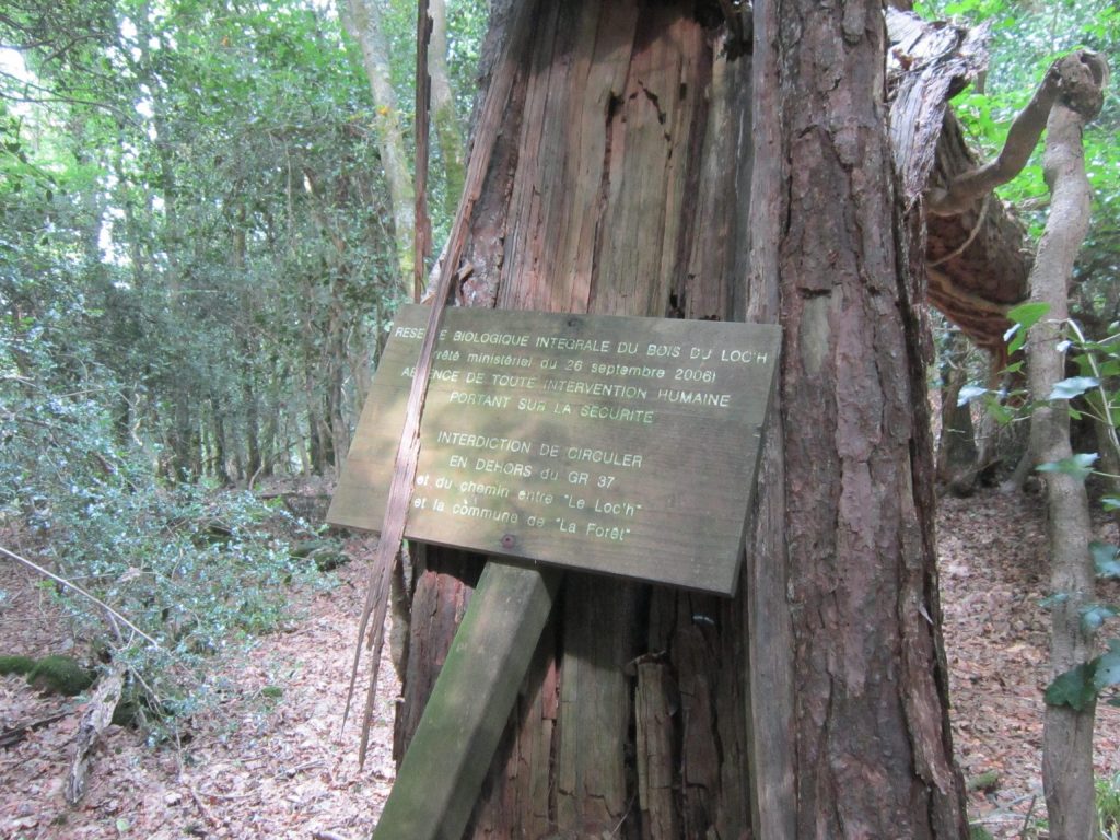 Réserve biologique intégrale du Bois du Loc'h © ONF