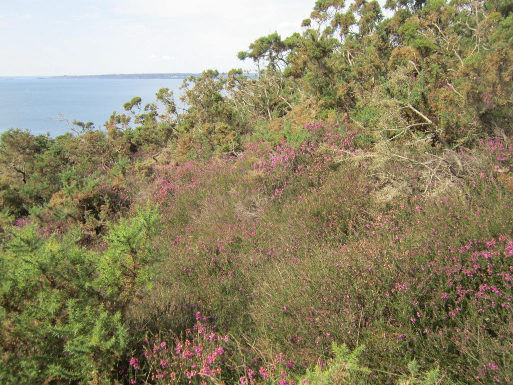 Réserve biologique intégrale du Bois du Loc'h © ONF