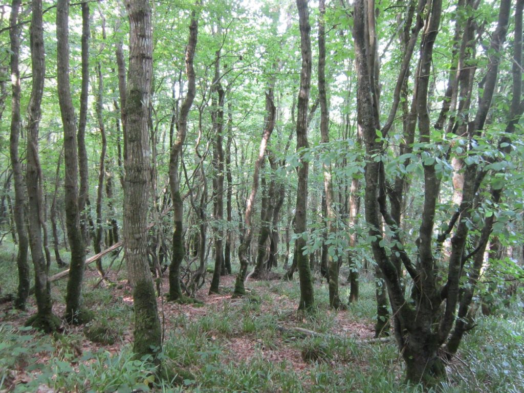 Réserve biologique intégrale du Bois du Loc'h © ONF