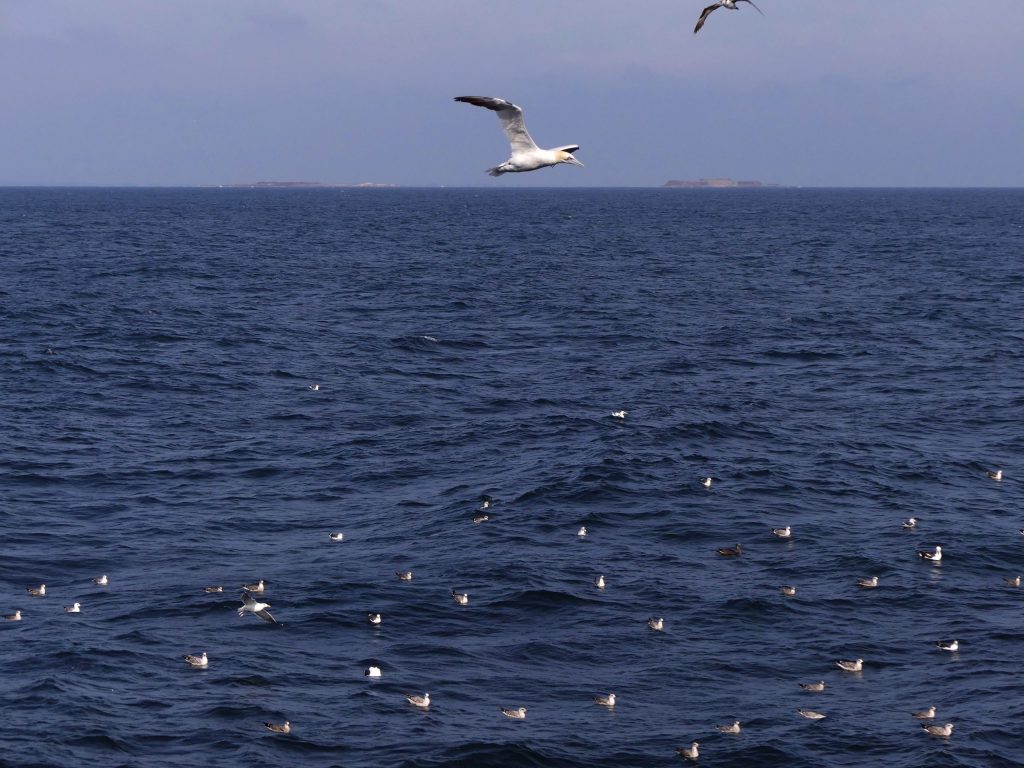 Iles Saint-Marcouf (c)  S. Poncet - OFB