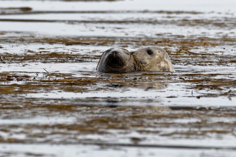 Phoques gris © B. Bordes