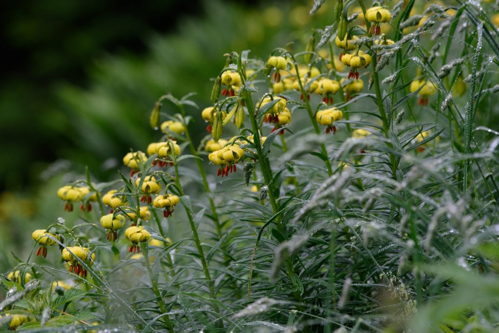 Lis des Pyrénées © L. Nédélec (Parc national des Pyrénées)