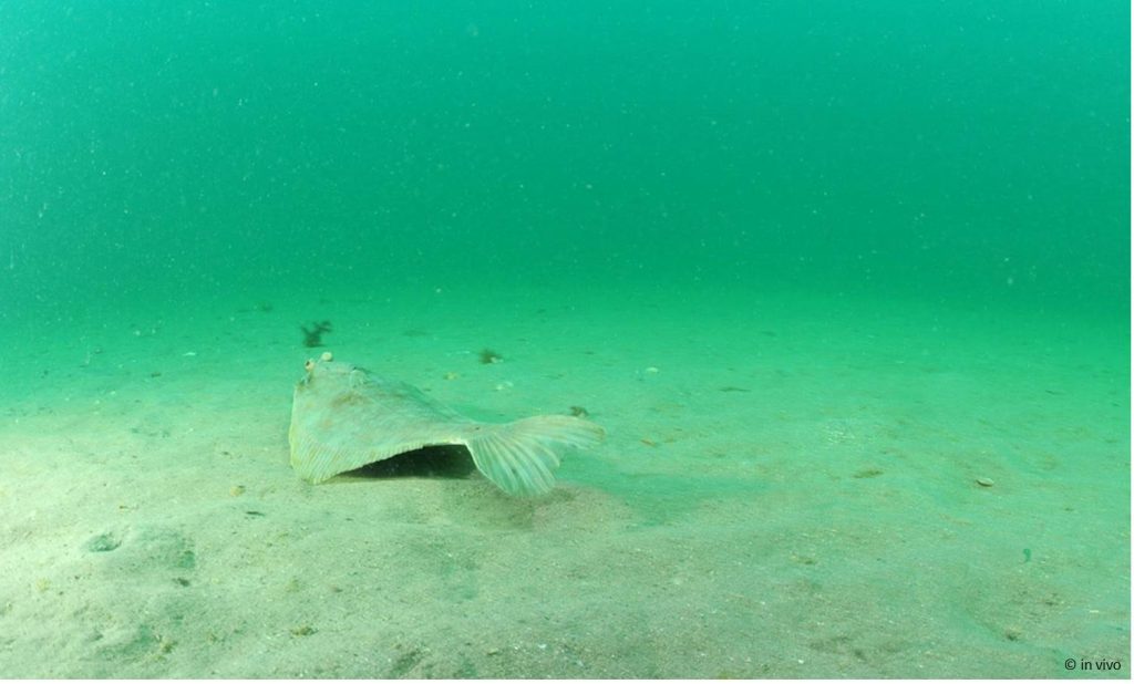 Plie de Manche Mer du Nord (c) E. Donfut - OFB