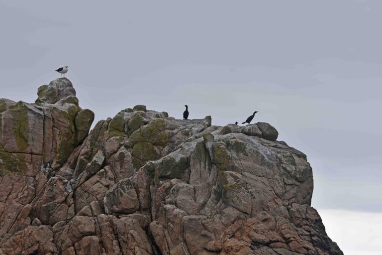 Cormorans huppés et Goélands marins © J.P. Siblet