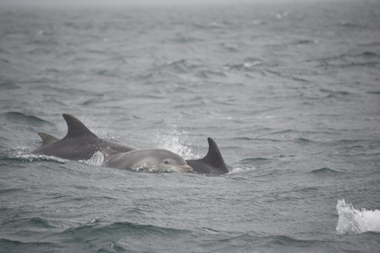 Grands dauphins en mer d'Iroise © C. Gicquel