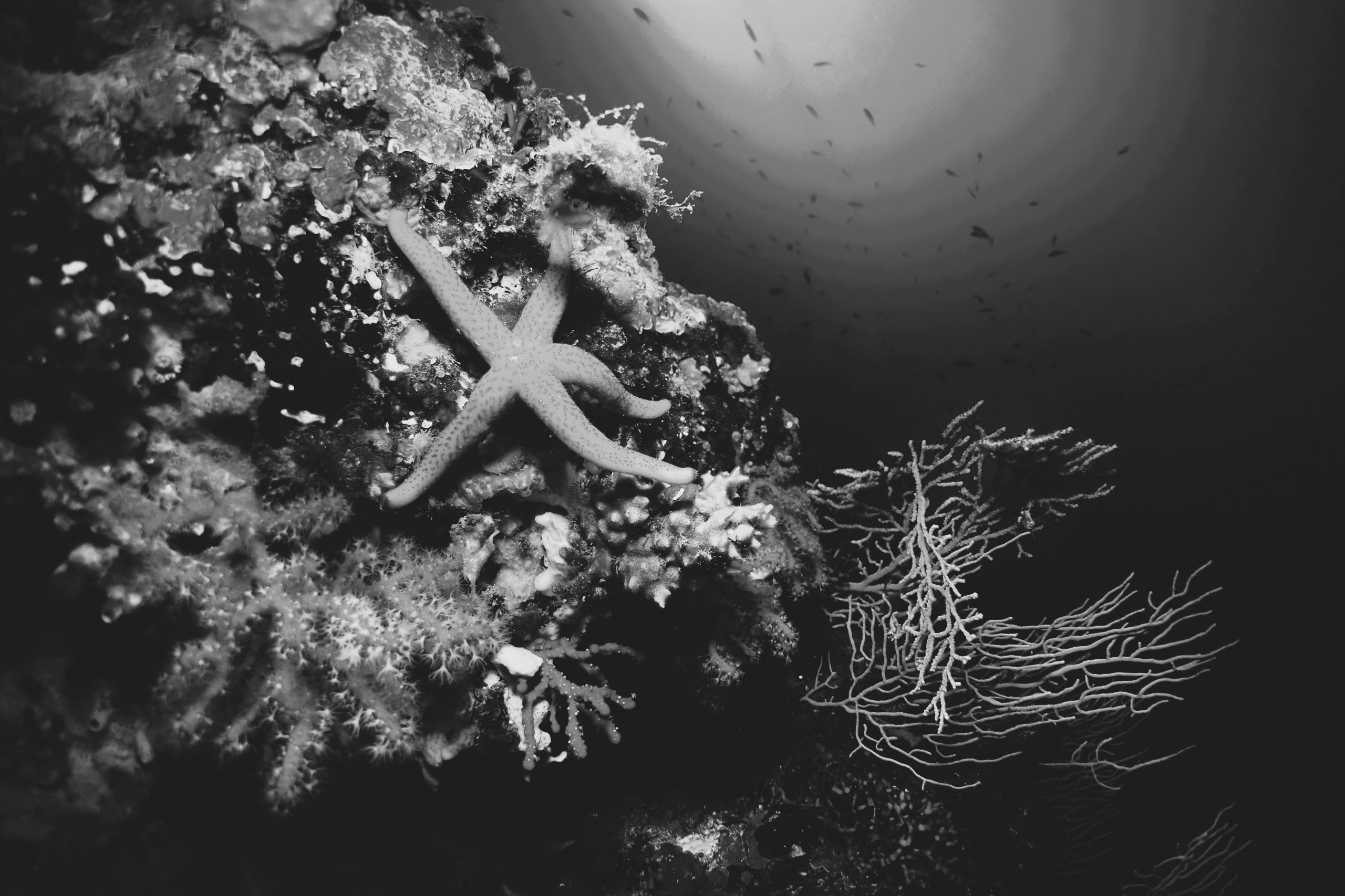 Directeur technique de la société Beuchat, Partenaire du Parc marin de la Côte Bleue