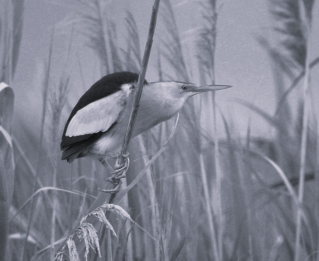 Gestionnaire des Espaces naturels sensibles des marais de l'Essonne et de La Juine