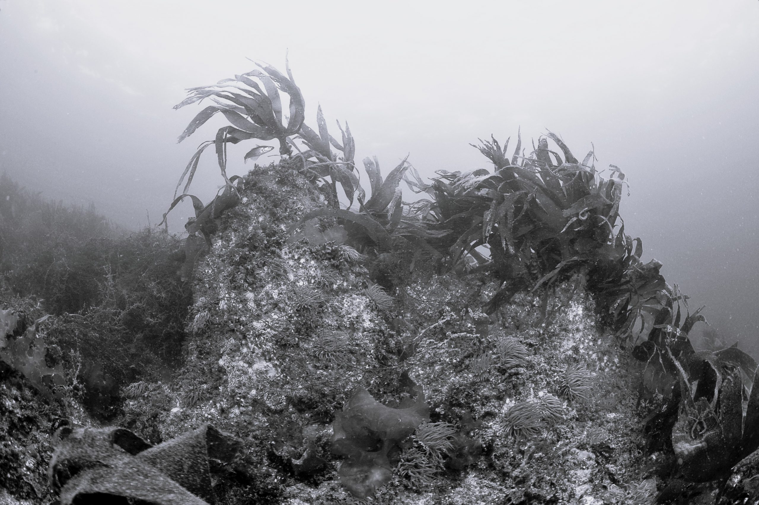 Gestionnaire du site Natura 2000 en mer de Baie de Seine occidentale