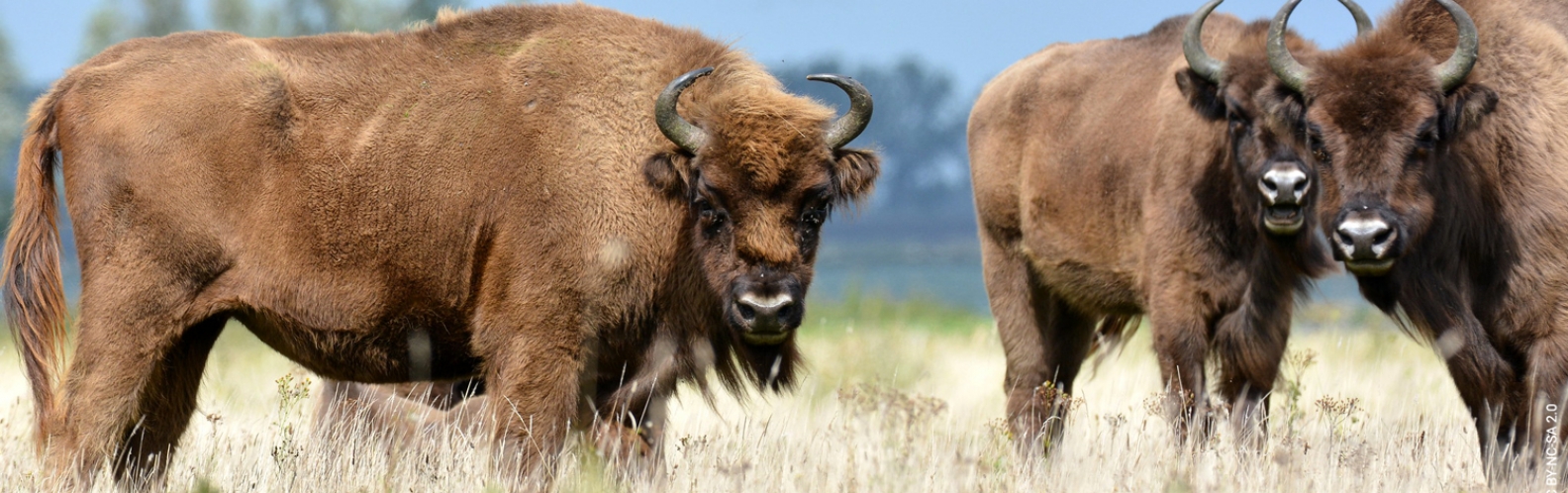Bison D Europe En 4 Lettres Liste rouge de l’UICN : Le bison d’Europe en bonne voie de