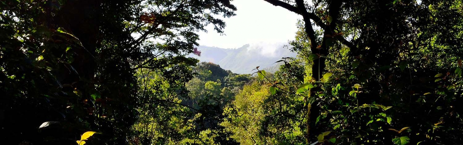 New forest areas under community management in Walikale Territory in