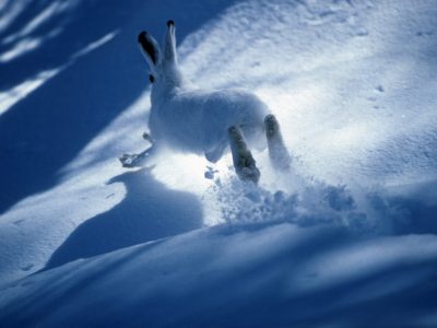Lièvre variable, Parc national des Ecrins © R. Chevalier