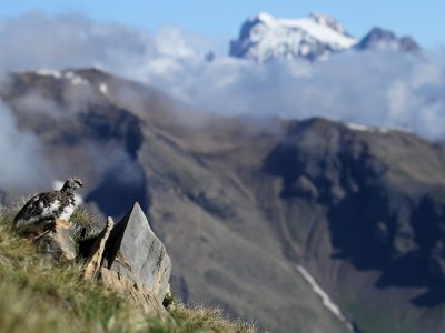 Lagopède alpin (c) J. Telmon