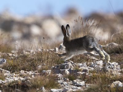 Lièvre variable (c) P. Saulay