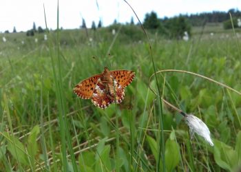 Nacré de la canneberge, RBD Hochfeld & Champ du Feu © Agence territoriale de Schirmeck, ONF