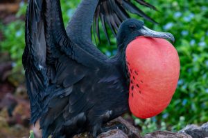 Réserve naturelle nationale de l'Ile du Grand-Connétable, Guyane française © A. Joris