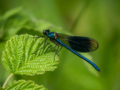 Site N2000 des Marais des Basses vallées de l'Essonne et de la Juine © A. Scherer