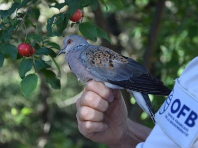 Baguage passereaux Entraigues, RNCFS DM © V. Croquet OFB-CNR