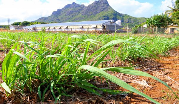 Field of sugar cane on Mauritius Island. Agriculture in tropical climate.
