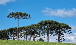 Araucaria_3