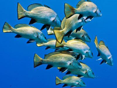 Banc de Corbs, Parc Marin de la Côte Bleue © S. Ruitton