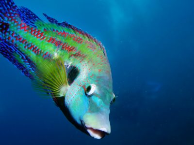 Crénilabre paon mâle, Parc Marin de la Côte Bleue © B. Landreau