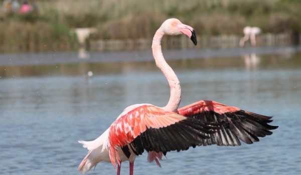 Flamant rose_Laurie Lefebvre Flamant rose_Laurie Lefebvre