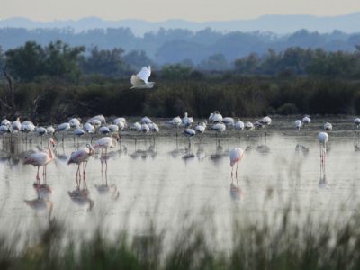 Flamants roses, La Tour du Valat © J. Jalbert