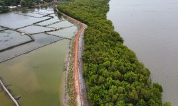 Friendship_Mangrove 1