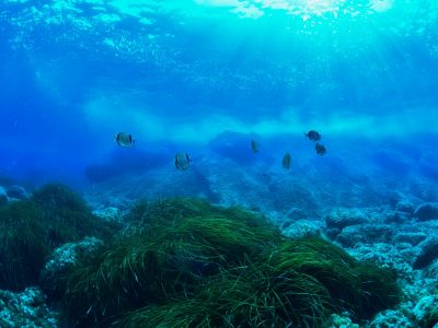 Herbiers, Parc Marin de la Côte Bleue © F. Roux