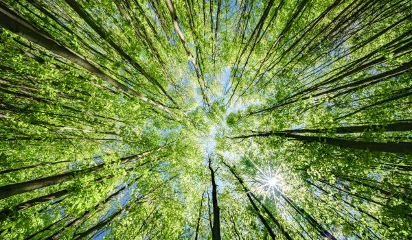 A stunning view of a vibrant forest canopy, illuminated by warm sunlight filtering through lush green leaves