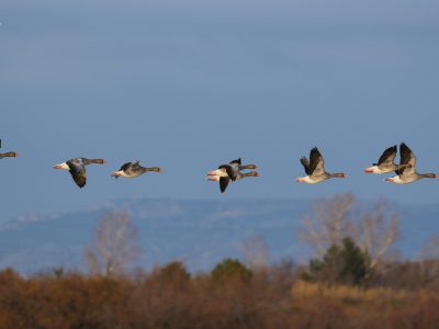 Vol d'oies cendrées, La Tour du Valat © A. Marquis © T. Galewski