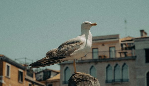 One Health One Health