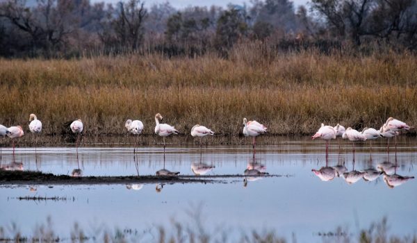 P1374285FR camargue ©OBriand CD13