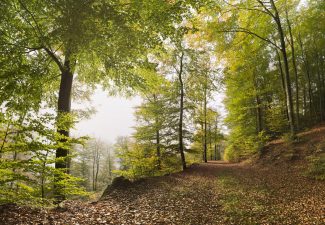Parc naturel régional des Vosges du Nord © B. Bischoff