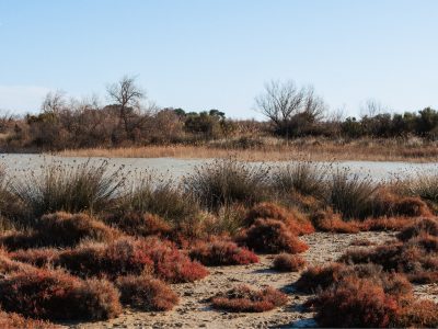 RNR de La Tour du Valat © A. Marquis