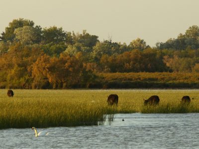 RNR de La Tour du Valat © J. Jalbert