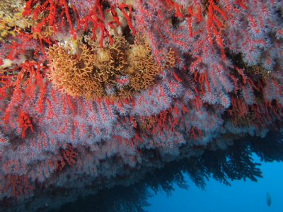 Voute à corail rouge, Parc Marin de la Côte Bleue © J. Harmelin