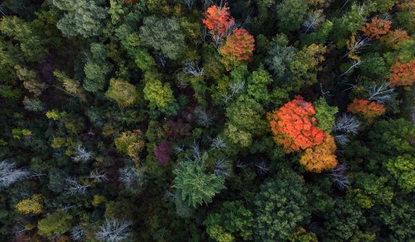 An aerial shot of colorful autumn forest