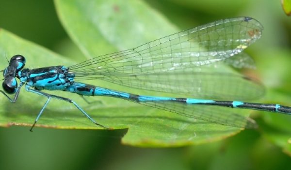 agrion_joli_coenagrion_pulchellum_cc-by-sa_gilles_san_martin_modifpetit