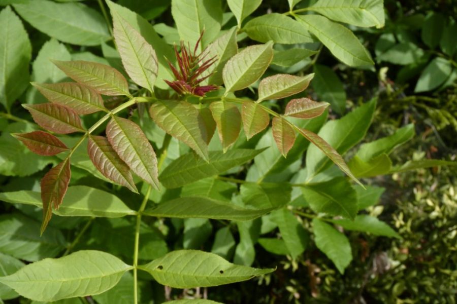 Ailante glanduleux @OFB, Comité français de l'UICN, Centre de ressources Espèces exotiques envahissantes