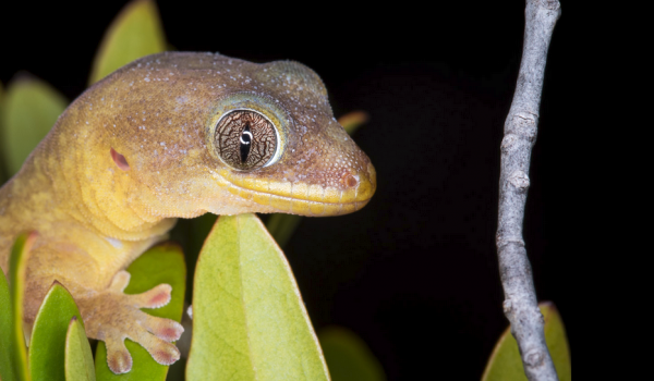 bandeau_lr_nc-e1733396952932-1